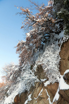 白雪皚皚的山坡上