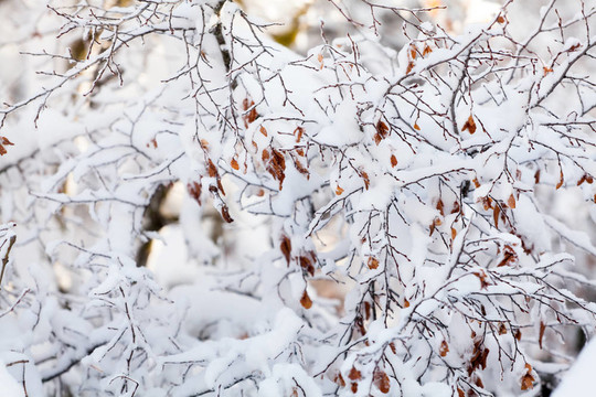 積滿雪的樹