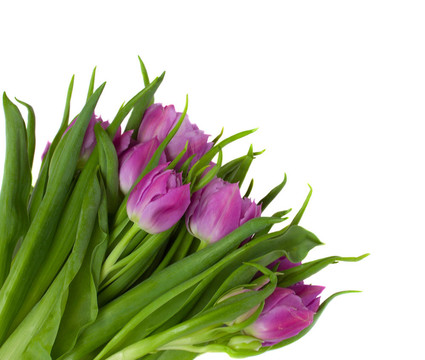 紫郁金香花束