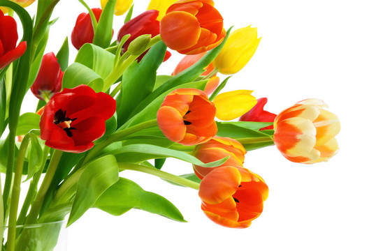 白色郁金香花束