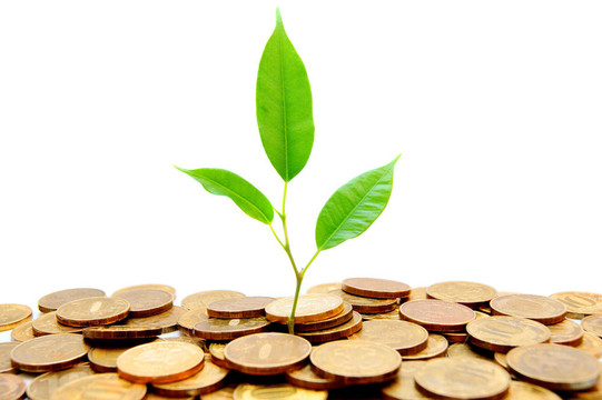 植物和金幣。在白色背景上。