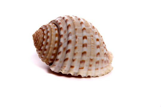 tessulata通納