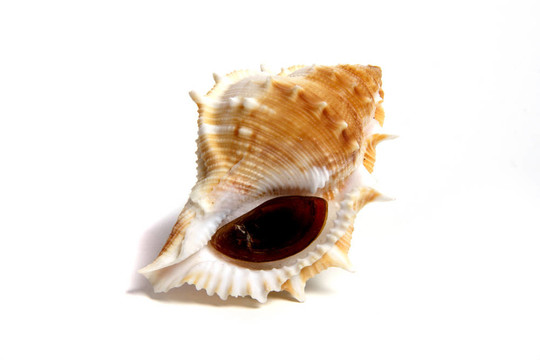 囊perelegans