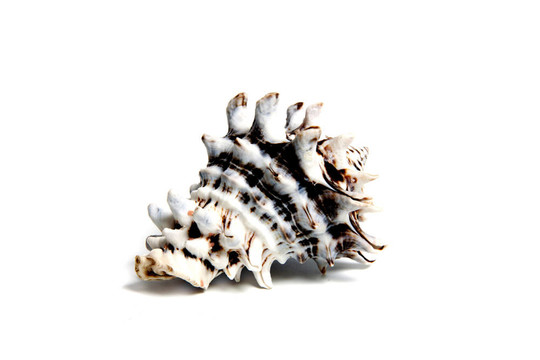 vasum turbinellum