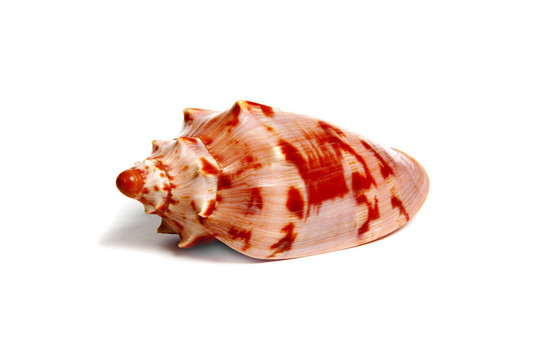 cymbiola aulica