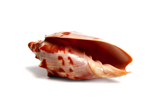 cymbiola aulica