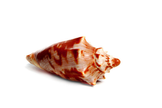 cymbiola aulica
