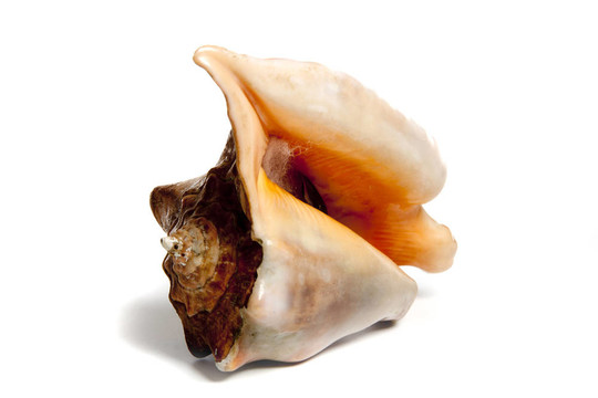 美periuvianus