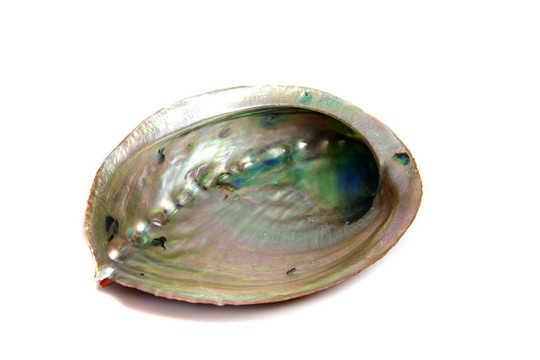 haliotus巨