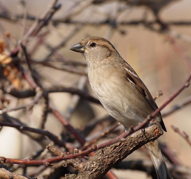 麻雀Passer domesticus；