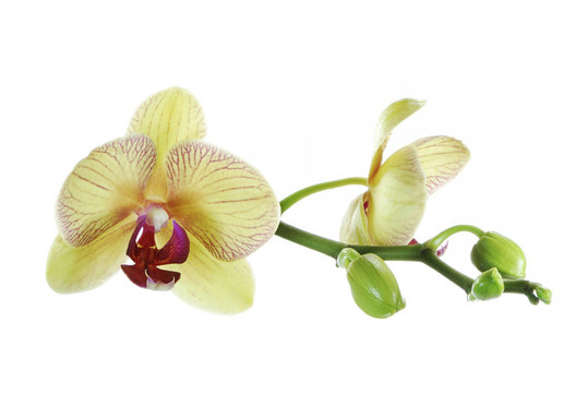 蘭花