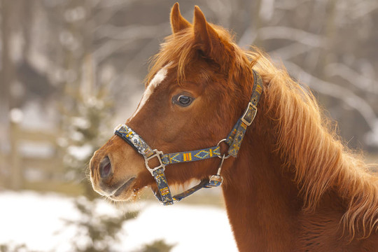 在冬季的一天，Colt