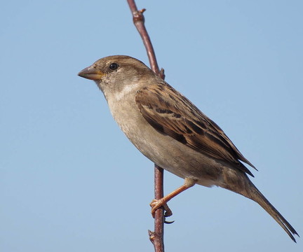 麻雀Passer domesticus；