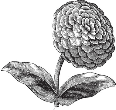 Zinnia或Zinnia線蟲(chóng)復(fù)古雕刻