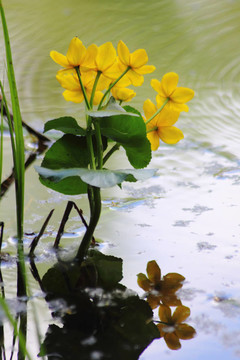 黃花春。金蓮花。