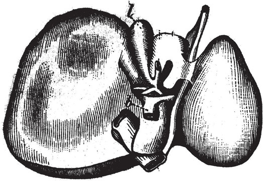 人肝；經(jīng)典插圖