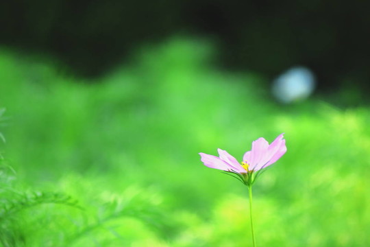 粉紅色的宇宙