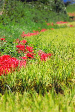 紅孤挺花