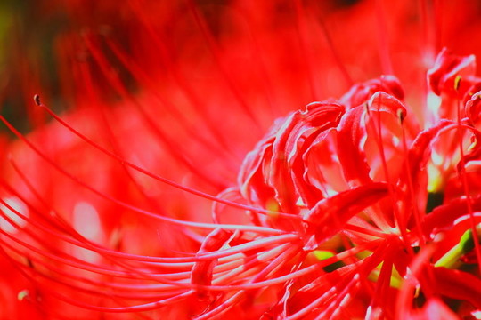 紅孤挺花