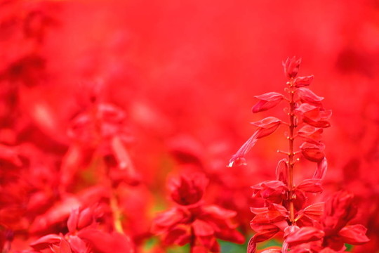 紅色的花場
