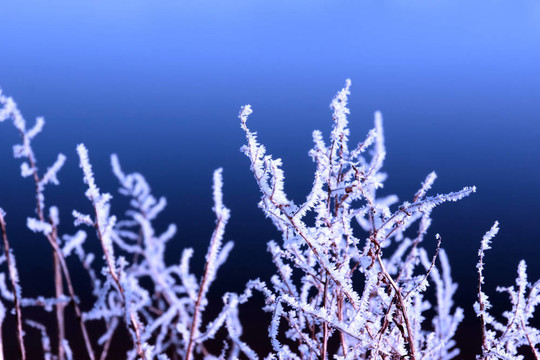 冰冷的樹枝和樹枝在冰冷的雪中