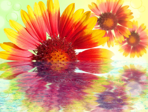 在水映Colourful Gerbera雛菊