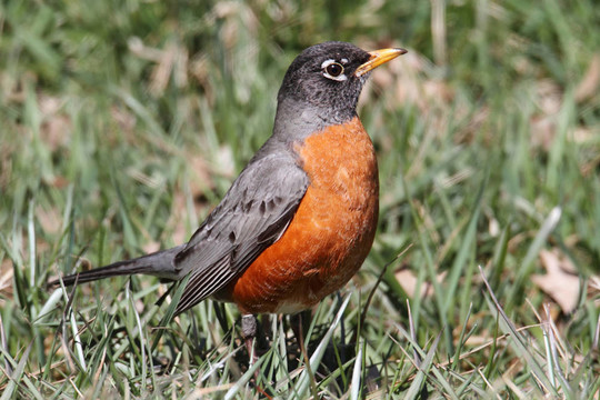 美洲知更鳥(niǎo)（Turdus migratorius）