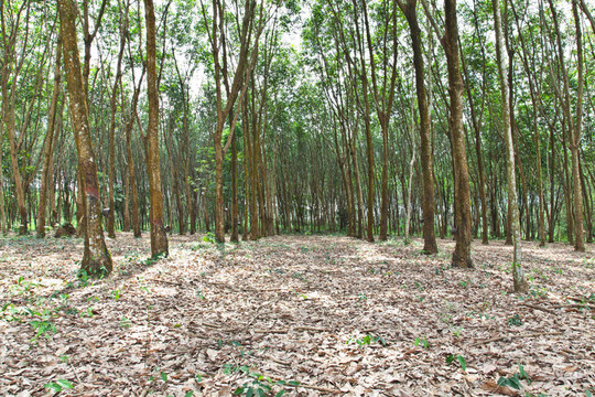 橡膠樹(shù)；農(nóng)業(yè)