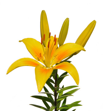 Yellow Lily（百合）花