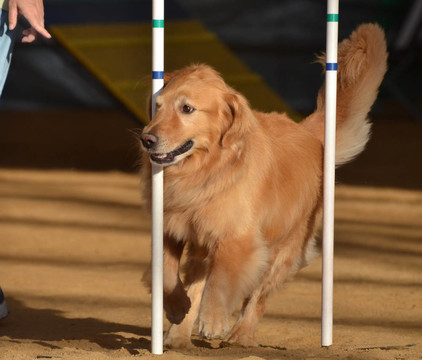 在狗的敏捷性試驗的金毛獵犬