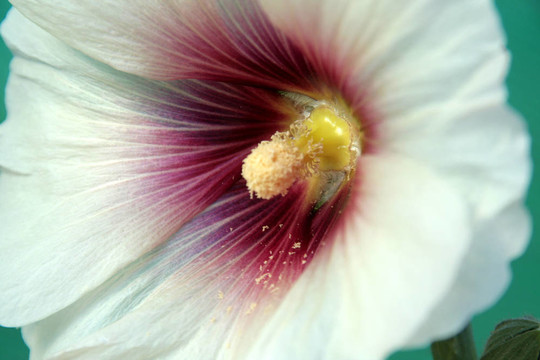 白芙蓉花瓣