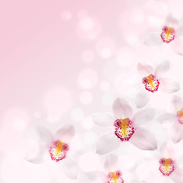 粉紅色的蘭花