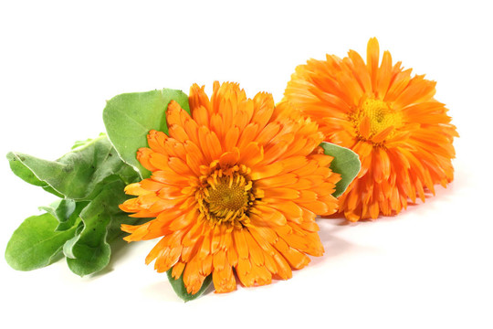 兩個(gè)橙色萬(wàn)壽菊