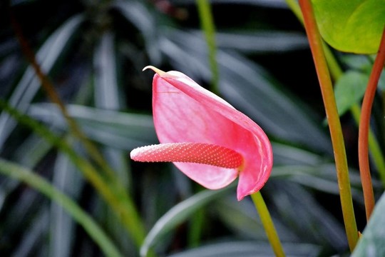 百合花