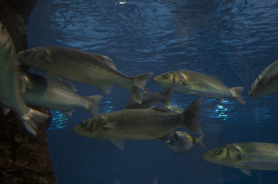 魚群