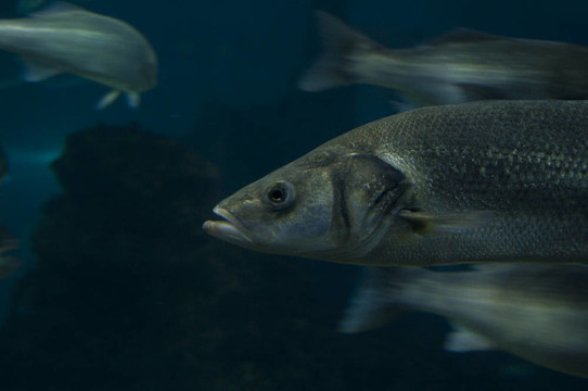 魚頭