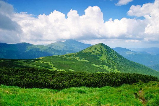 Pine bush在喀爾巴阡山脈