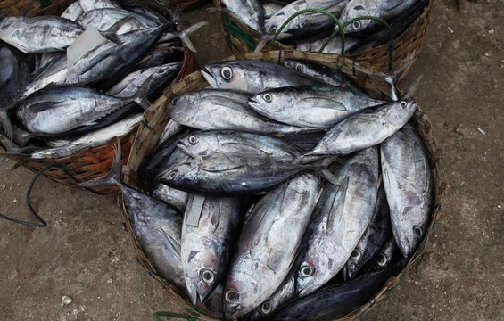 漁民的漁獲量