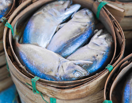 馬鮫魚