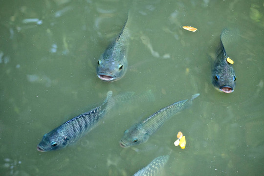 有趣的魚(yú)