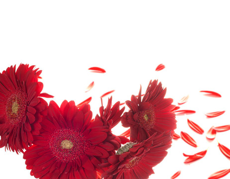 紅色的花