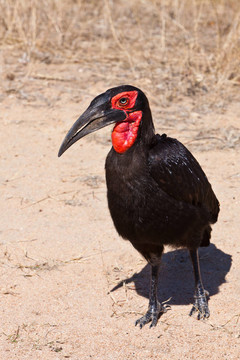 犀鳥科鳥類在地面行走