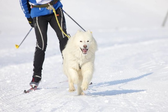 雪橇犬比賽在Lenk /瑞士2012