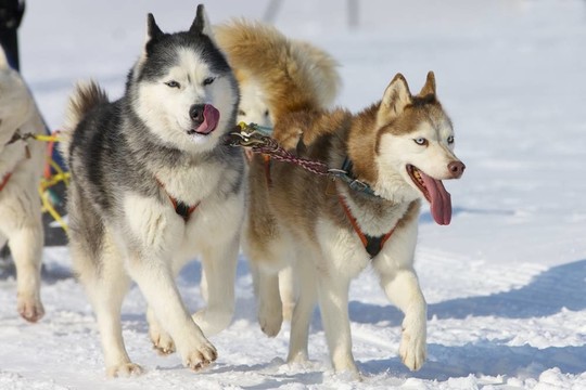 雪橇犬比賽在Lenk /瑞士2012