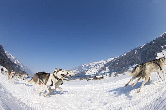 雪橇犬比賽在Lenk /瑞士2012
