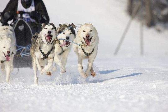 雪橇犬比賽在Lenk /瑞士2012