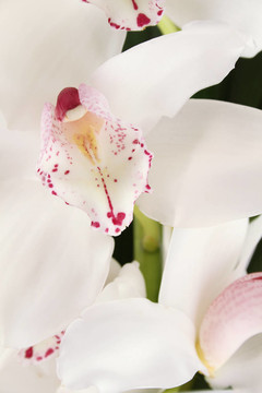 白蘭花