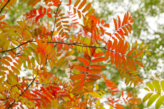秋天的紅色花楸葉