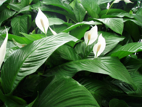 白鶴芋屬