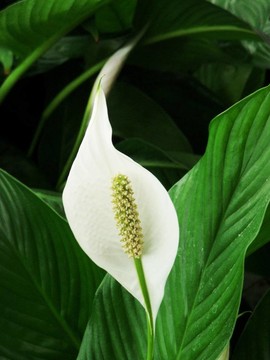 白鶴芋屬